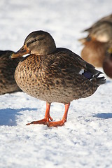 Image showing Duck