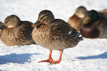 Image showing Duck