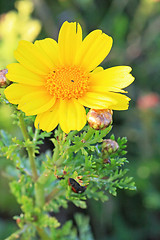 Image showing Spring flowers