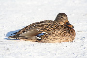 Image showing Duck