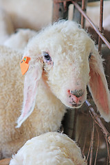 Image showing The farm. White sheep 