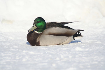 Image showing Duck