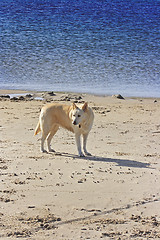 Image showing The dog on the beach