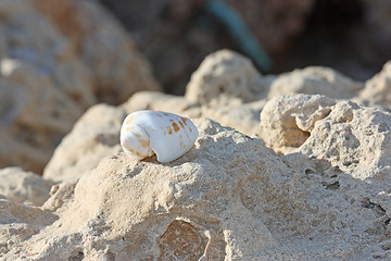 Image showing The seashell on the stones