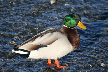 Image showing Duck