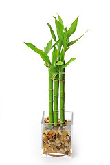 Image showing The bamboo plant