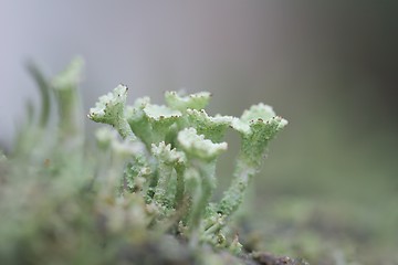 Image showing Lichen group [#2005-2]