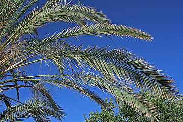 Image showing The palm