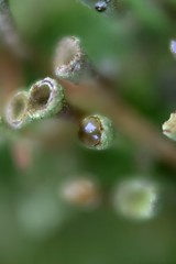 Image showing Lichens with rain drop [#2005-3]