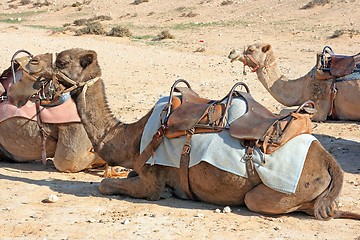 Image showing Camels in the desert