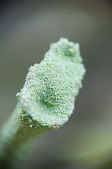 Image showing Lichen close-up [#2005-5]