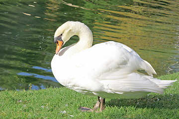 Image showing White swan