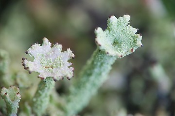 Image showing Two Lichens [#2005-6]