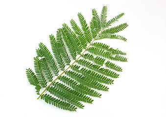 Image showing Branch of green leaves isolated on white background