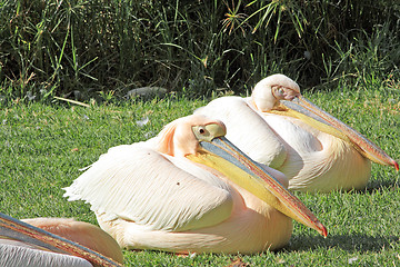 Image showing White pelicans