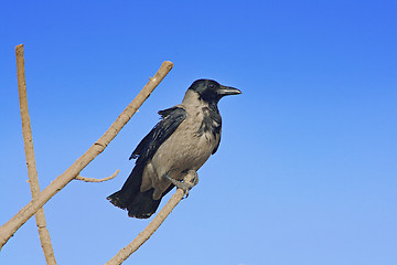 Image showing The bird on the branch