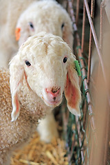 Image showing The farm. White sheep 