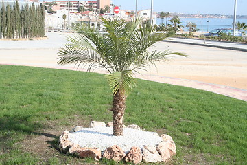 Image showing Little palm