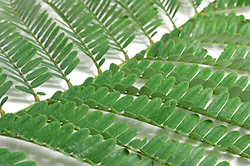 Image showing Branch of green leaves isolated on white background