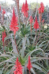 Image showing Cactus flowers