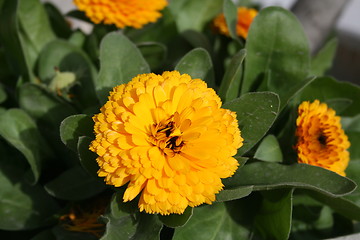 Image showing Marigold