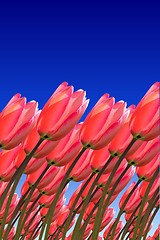 Image showing tulips-digital art