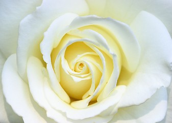 Image showing White rose close-up