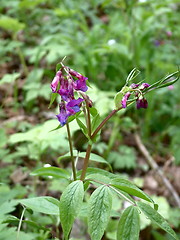 Image showing Lathyrus vernus