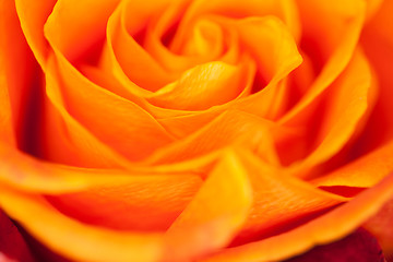 Image showing orange rose