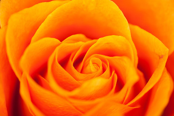 Image showing orange rose