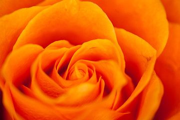 Image showing orange rose
