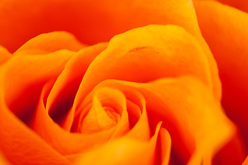 Image showing orange rose