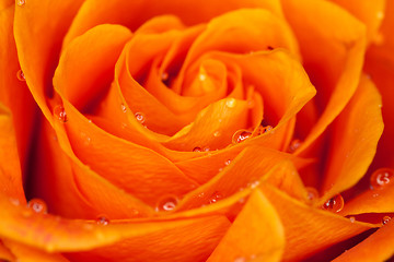 Image showing orange rose