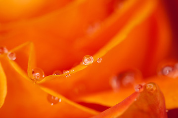 Image showing orange rose