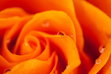 Image showing orange rose