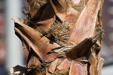 Image showing Close up on a Palm Tree