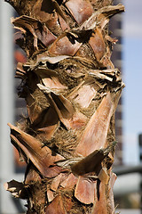 Image showing Close up on a Palm Tree