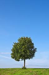 Image showing Tree