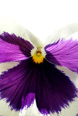 Image showing Pansy In Backlight
