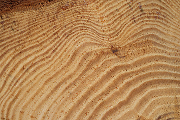 Image showing Wood Annual Growth Rings