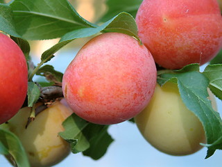 Image showing Plums