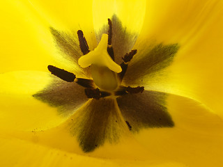 Image showing tulip