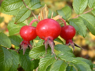 Image showing Rosehips