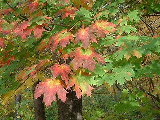 Image showing Maple tree leaves in autumn colours