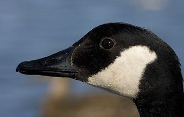 Image showing Canadian goose