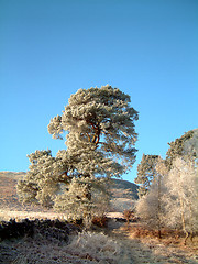 Image showing Frosted Scots Pine