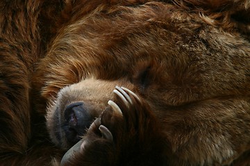 Image showing Sleeping bear