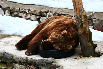 Image showing Bear sleeping