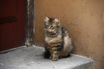 Image showing Cat