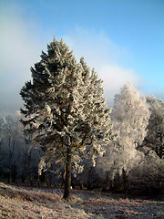 Image showing Frosted pine trees